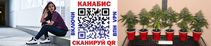 Купить закладки  Новая Ладога  Бошки Шишки MAZAR 